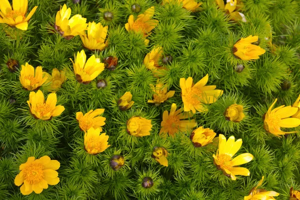 Vackra Gula Blommande Blommor Ängen Bakgrund — Stockfoto