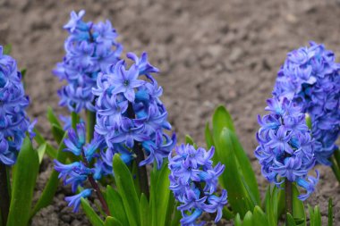 Parktaki çiçek açan sümbül manzarası. Doğayı canlandırmak. Sıcaklığın başlangıcı.