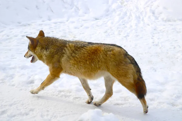 雪を背景にした美しい狼のクローズアップ — ストック写真