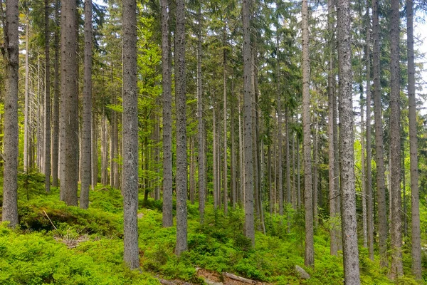 树干是在一个年轻的绿色森林里吃的 清洁空气 — 图库照片