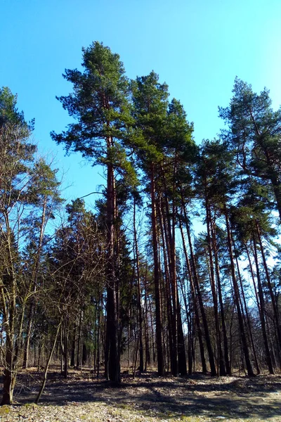 Vista Grandes Abetos Altos Bosque Contra Cielo — Foto de Stock