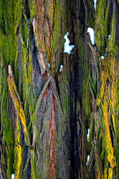 Foto Vertical Textura Corteza Del Árbol Fondo —  Fotos de Stock