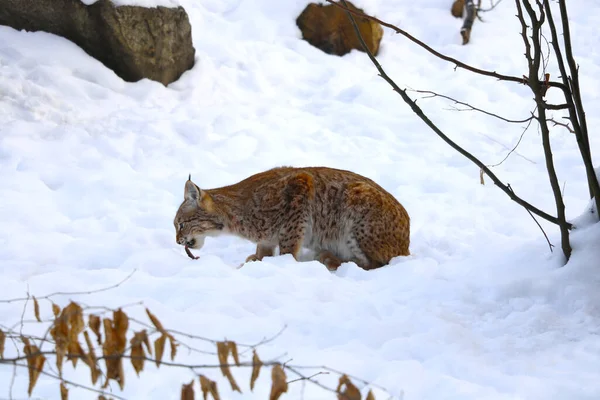 Close Lynx Sits Snow Eats Prey — Stock Photo, Image