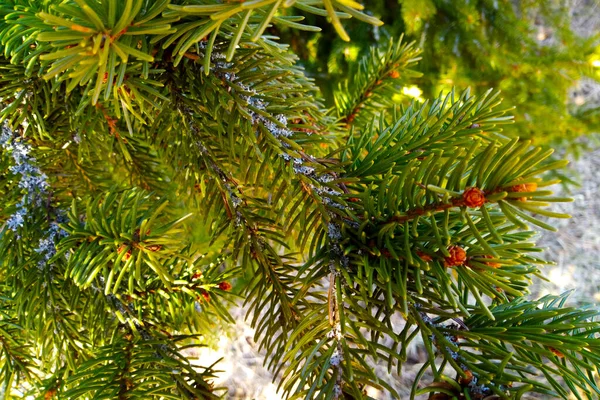 Giovane Ramo Verde Stato Mangiato Nella Foresta Inverno — Foto Stock