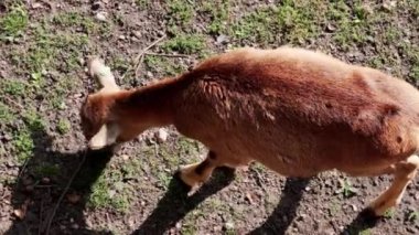 Kuzunun üst görüntüsü. Çayırda yeşil ot yiyor.