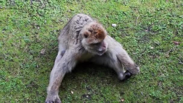 Una Scimmia Seduta Sull Erba Divertente Posa Guardati Intorno — Video Stock
