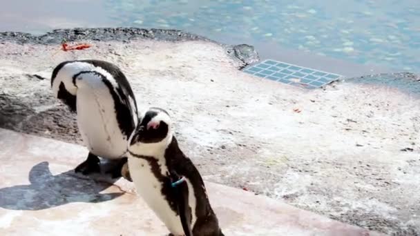 Sono Pinguini Sulla Riva Spazzolando Loro Piume Una Giornata Sole — Video Stock