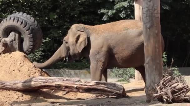 Een Olifant Strooit Zand Zichzelf Het Park — Stockvideo