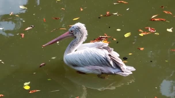 Suda Yüzen Güzel Bir Pelikan Manzarası — Stok video