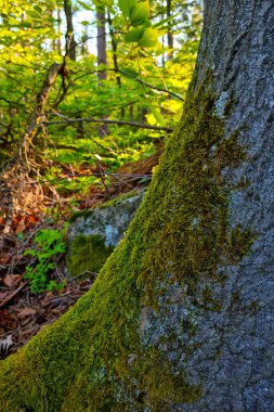 Ormanda bir ağacın gövdesinde yeşil yosun yetişiyor.