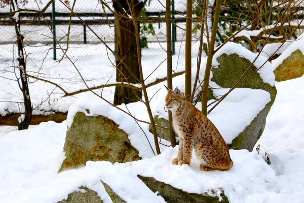 Snow Winter Sits Lynx Forest — Stock Photo, Image