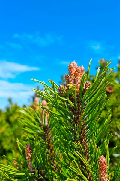 Nahaufnahme Eines Grünen Kiefernzweiges Vor Blauem Himmel — Stockfoto