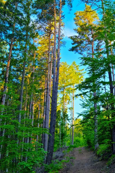 高原上美丽的森林小径 积极的生活方式 — 图库照片