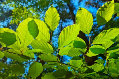 Güzel, genç, yeşil bir ağaç dalı. Ormanda güneşli bir gün