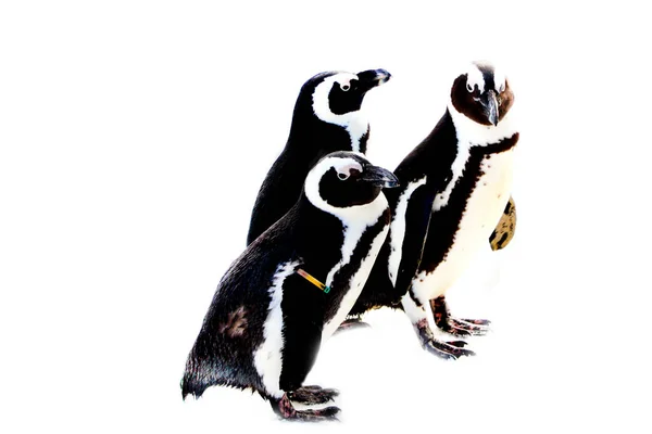 Pinguine Auf Weißem Hintergrund Sehr Neugierige Vögel — Stockfoto