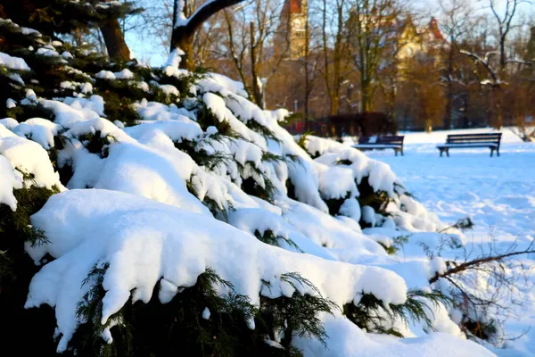 Зеленая Ветвь Ели Покрыта Снегом Солнечный Зимний Морозный День Сильный — стоковое фото