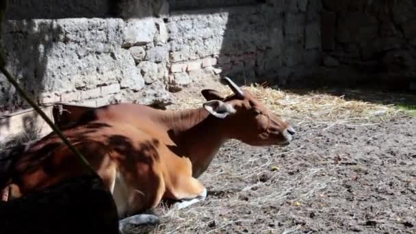 牛は日陰に横たわり — ストック動画