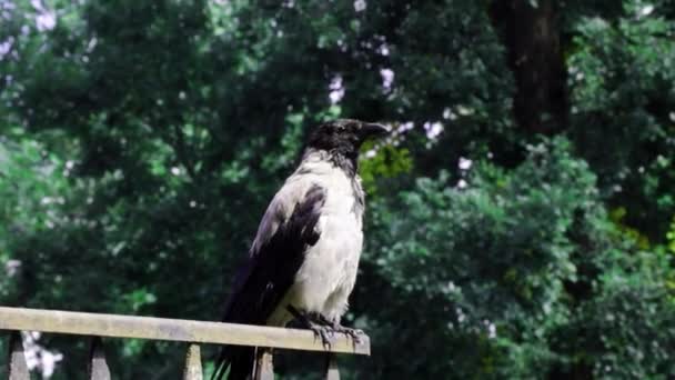 Plotě Sedí Černá Vrána Rozhlédni Rod Ptáků Čeledi Corvidae — Stock video