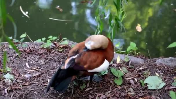 Μια Όμορφη Χρωματιστή Πάπια Καθαρίζει Φτερά Δίπλα Στη Λίμνη — Αρχείο Βίντεο