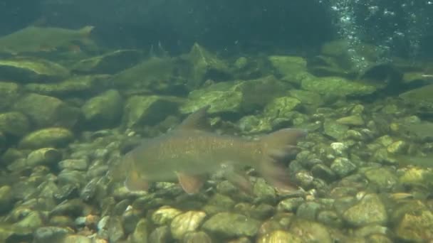魚の水中写真 ゆっくりとカメラの周りを泳ぐ 貯水池の美しい石の底 魚は自由に泳ぐ — ストック動画
