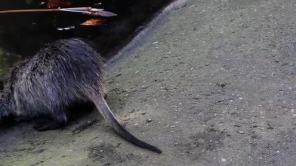 Vista Della Nutria Che Entra Acqua Mammiferi Dell Ordine Dei — Video Stock