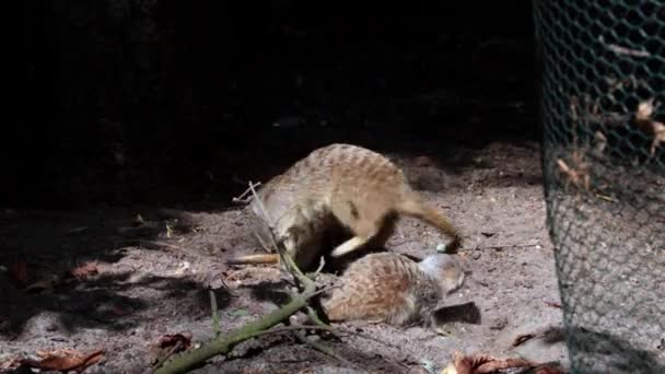 Vista Uma Família Meerkats Lindos Pequenos Mamíferos Engraçados Família Dos — Vídeo de Stock