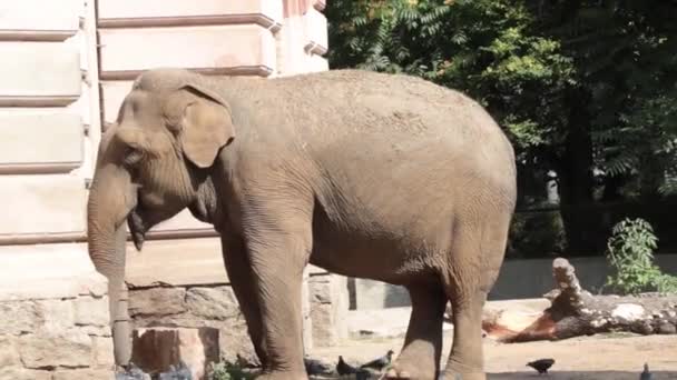 Vacker Elefant Äter Mat Det Finns Många Fåglar Runt Elefanten — Stockvideo