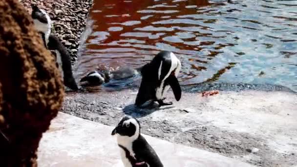 Pingvinek Állnak Víz Partján Megtisztítják Tollaikat Sütkéreznek Napon — Stock videók