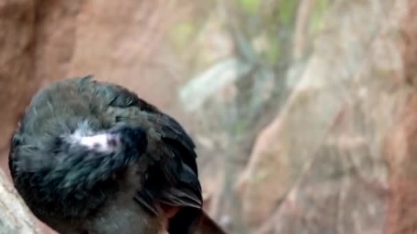 Koyu Renkli Bir Kuşun Tüylerini Temizlerken — Stok video