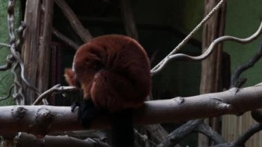 Parktaki bir ağaç dalında güzel, siyah bir hayvan oturuyor.