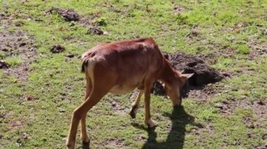 Güneşli bir günde küçük bir koyun çayırdaki otları kemirir. Evcil hayvanlar