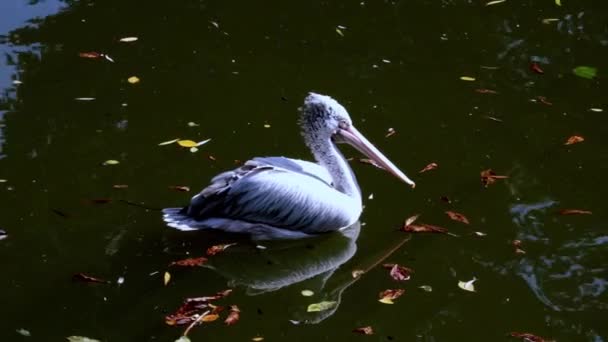 Красивый Светлый Пеликан Плавает Водоеме — стоковое видео