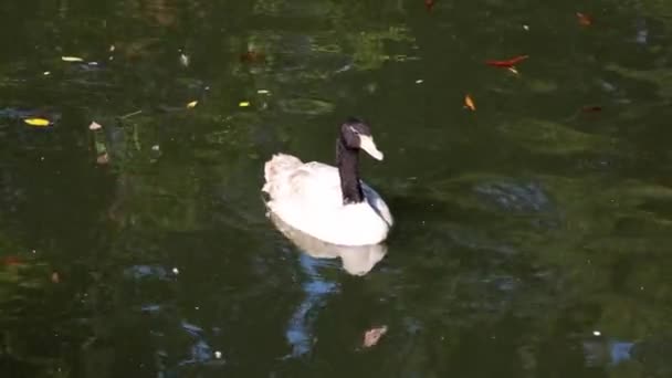 Close Belo Cisne Cor Clara Com Uma Cabeça Preta Natações — Vídeo de Stock