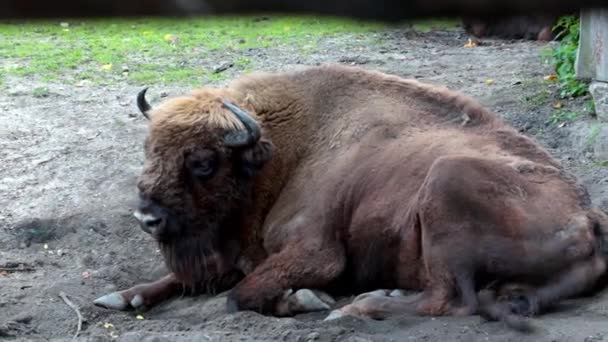 Bison Lies Sand Chews Waving Its Tail — Stock Video