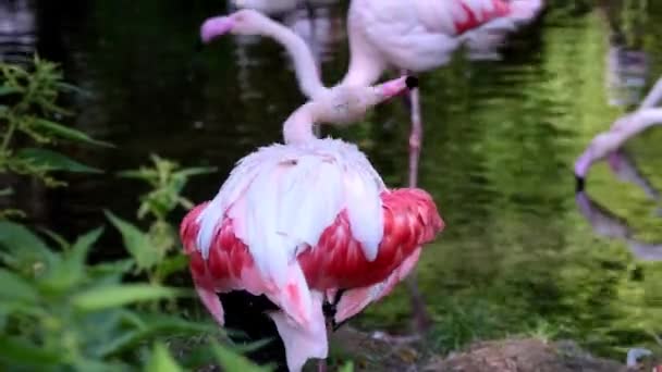 Een Roze Flamingo Staat Aan Oever Van Het Meer Reinigt — Stockvideo