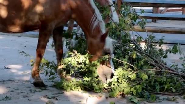 Vacker Vuxen Häst Äter Gröna Blad Ett Träd — Stockvideo