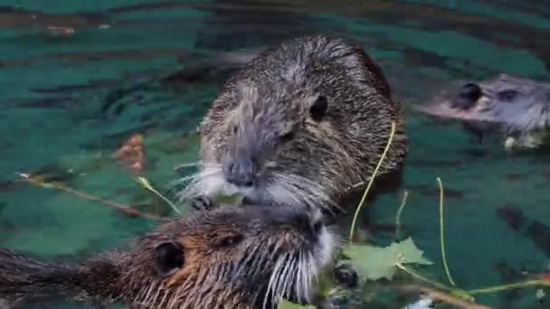 Close Van Nutria Het Water Otter Eet Groene Bladeren Van — Stockvideo