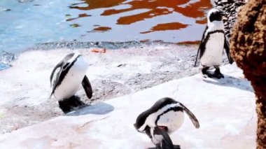 Komik penguenler suyun kıyısında duruyor ve tüylerini temizliyorlar. Vahşi doğada güneşli sıcak bir gün.