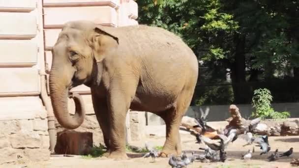Ένας Όμορφος Ενήλικος Ελέφαντας Τρώει Στο Πάρκο — Αρχείο Βίντεο