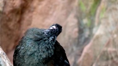 Vahşi bir kara kuş tüylerini temizler.