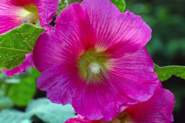 Bahçedeki çiçek açan pembe çiçeğe yakın çekim