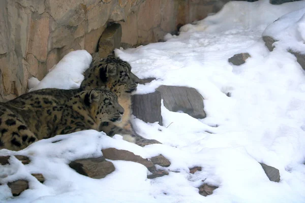 Cheetahs Lie Snow Watch Carefully — Stock Photo, Image