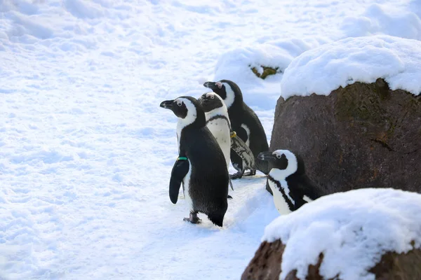 Drôle Pingouins Tiennent Dans Neige Hiver — Photo