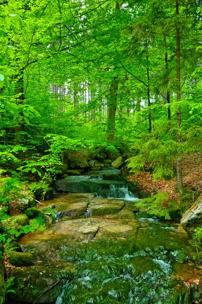 Bel Ruscello Scorre Attraverso Una Foresta Verde — Foto Stock