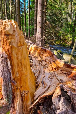 Fırtınadan sonra ormandaki kırık bir ağacın gövdesine bakıyorum.