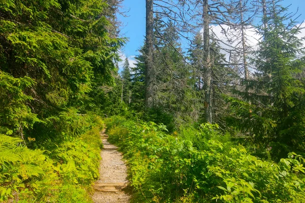 Ein Malerischer Pfad Zum Aufstieg Durch Den Grünen Wald — Stockfoto