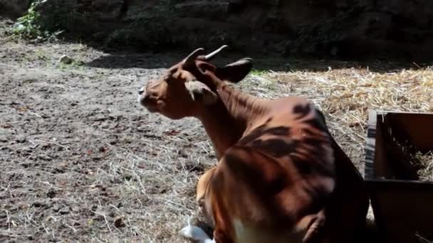 Une vache gît sous un arbre à l'ombre et mâche. — Video