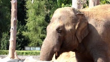 Güneşli bir günde yetişkin bir filin yakın çekimi. Dalgalar büyük kulaklar.