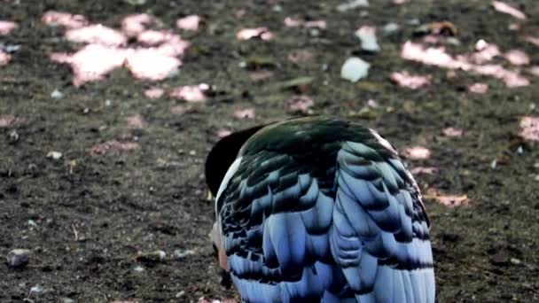 Close-up on a duck flapping its wings. — Stok Video
