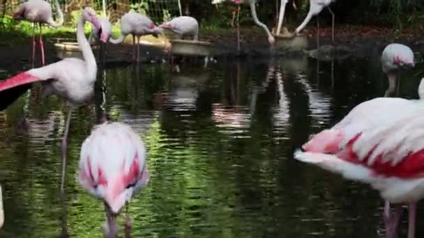 На пруду розовые фламинго. Птицы. — стоковое видео